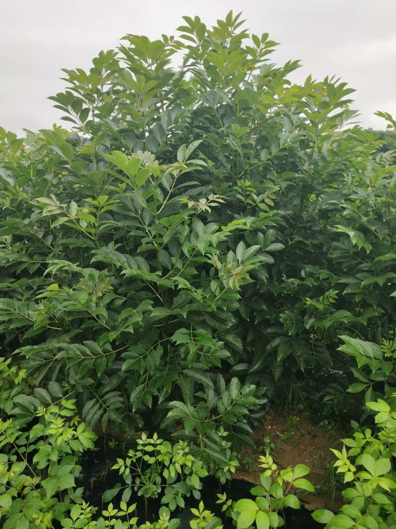 吴茱萸(中花)苗80cm以上江西中花扦插苗挂果苗