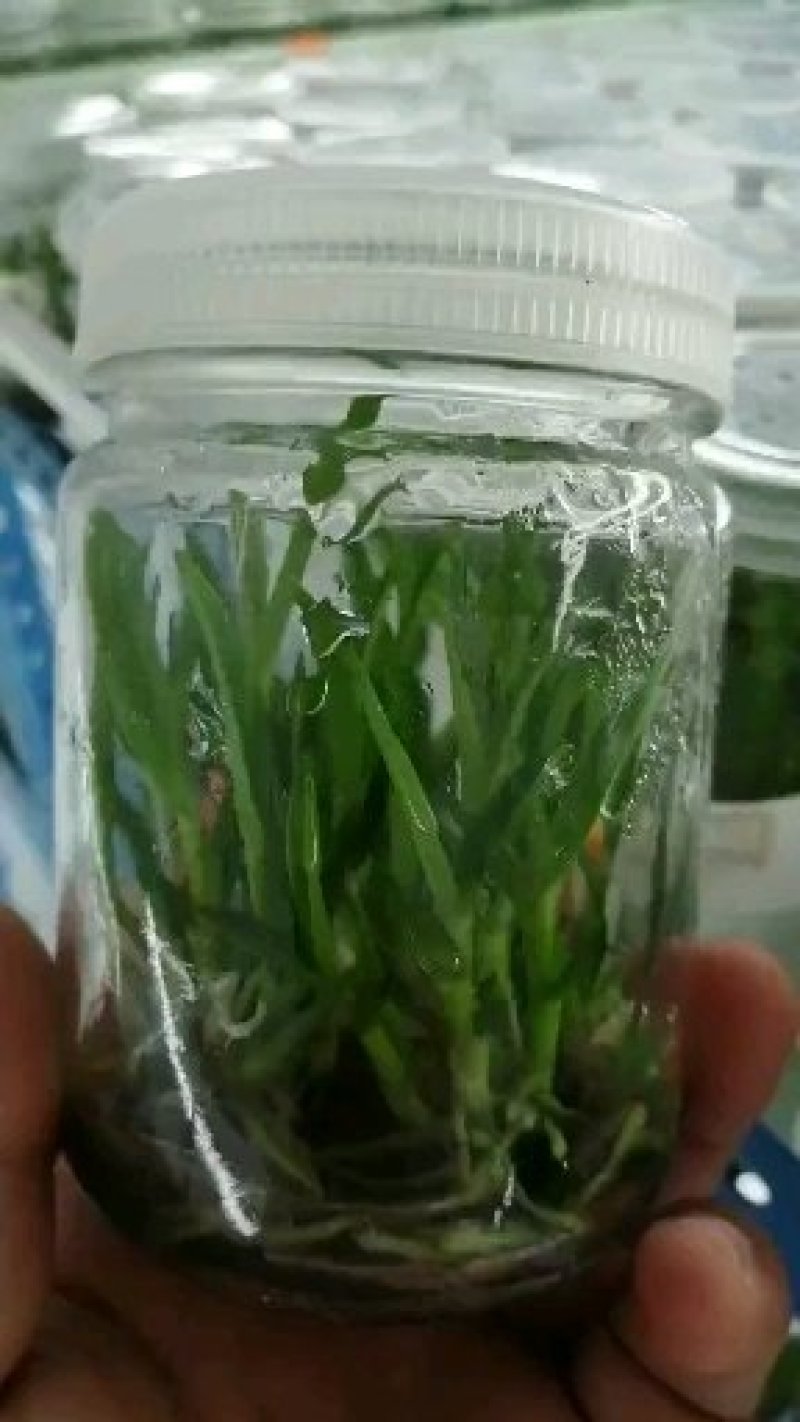 铁皮石斛两年苗广西红杆软脚未采收过鲜条的大丛苗