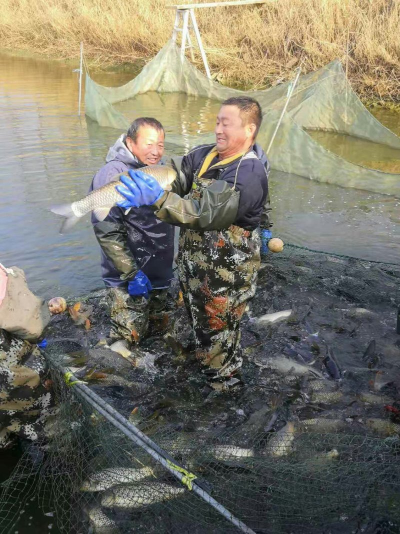 精品黄河鲤鱼