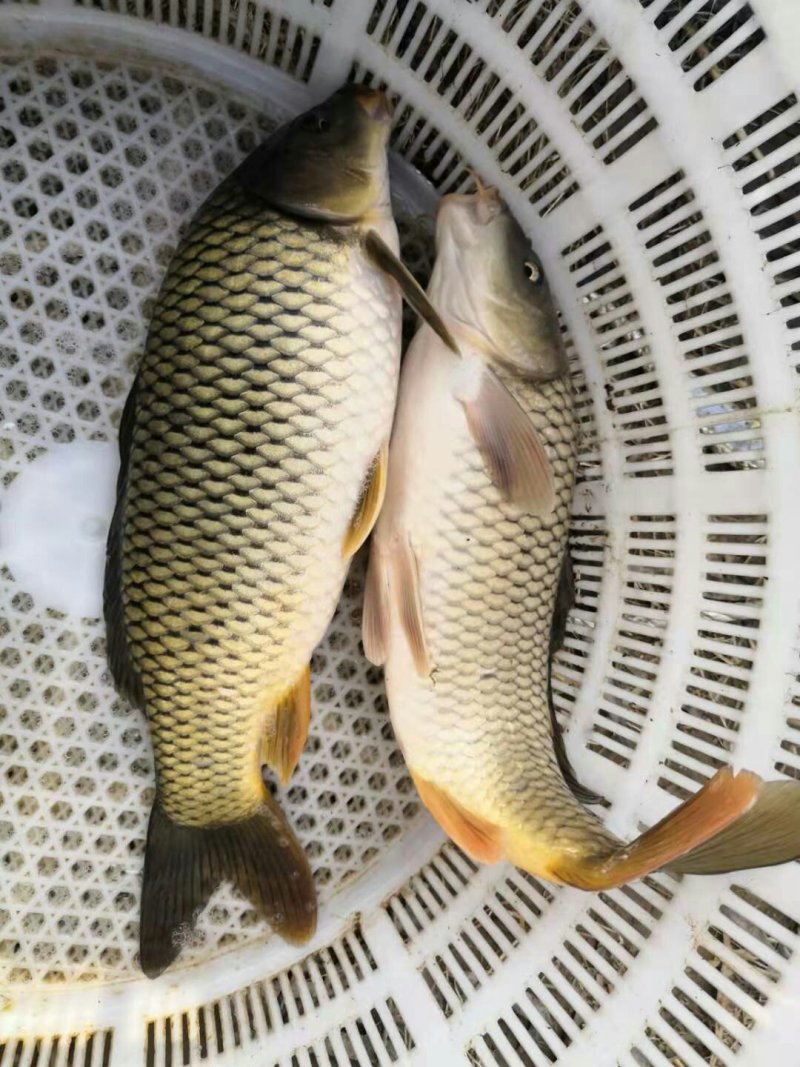精品黄河鲤鱼
