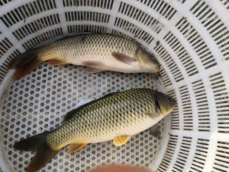 精品黄河鲤鱼