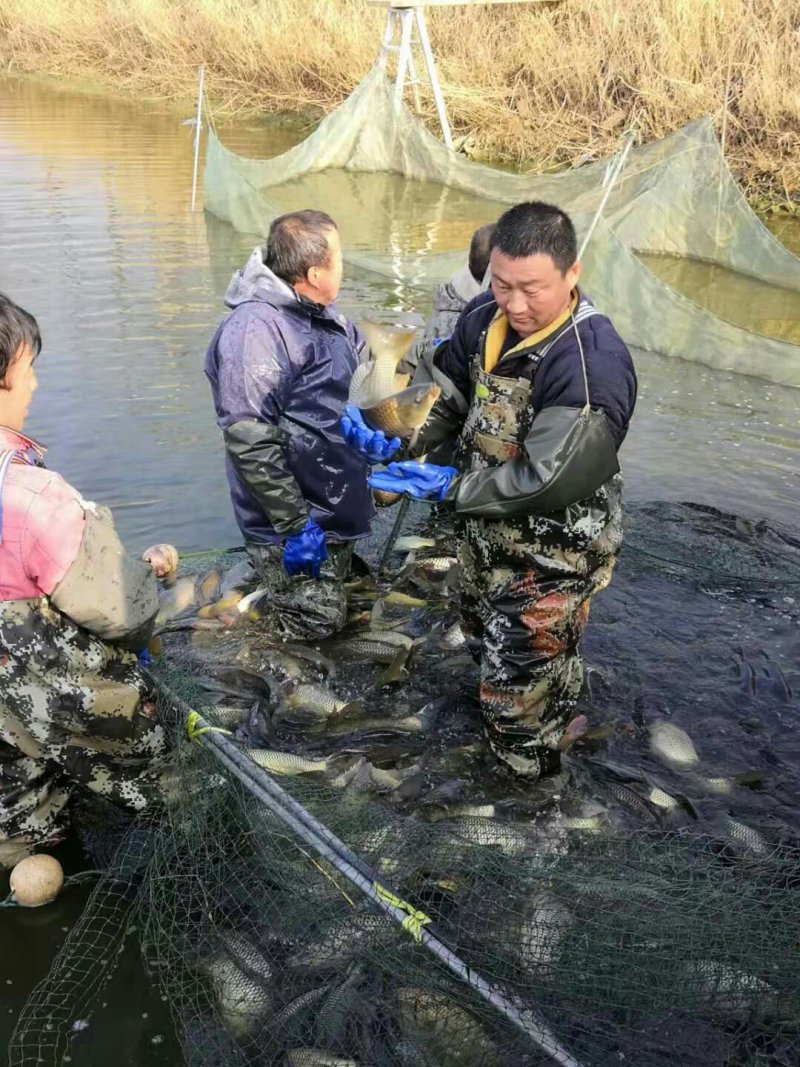 精品黄河鲤鱼