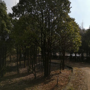 大量出售香樟树及各种绿化苗木