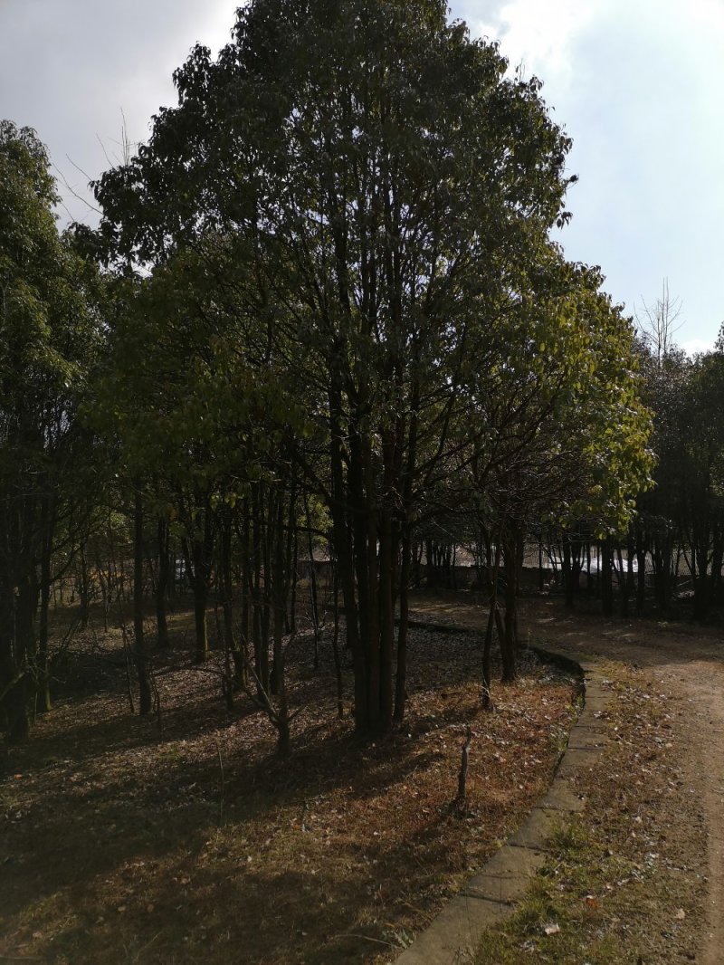 大量出售香樟树及各种绿化苗木