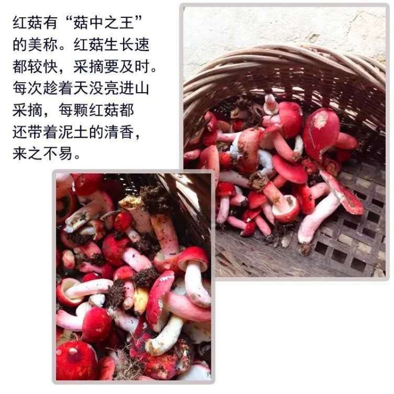 【实图拍摄】聚便宜福建野生红菇干货礼品代装包邮当天发货