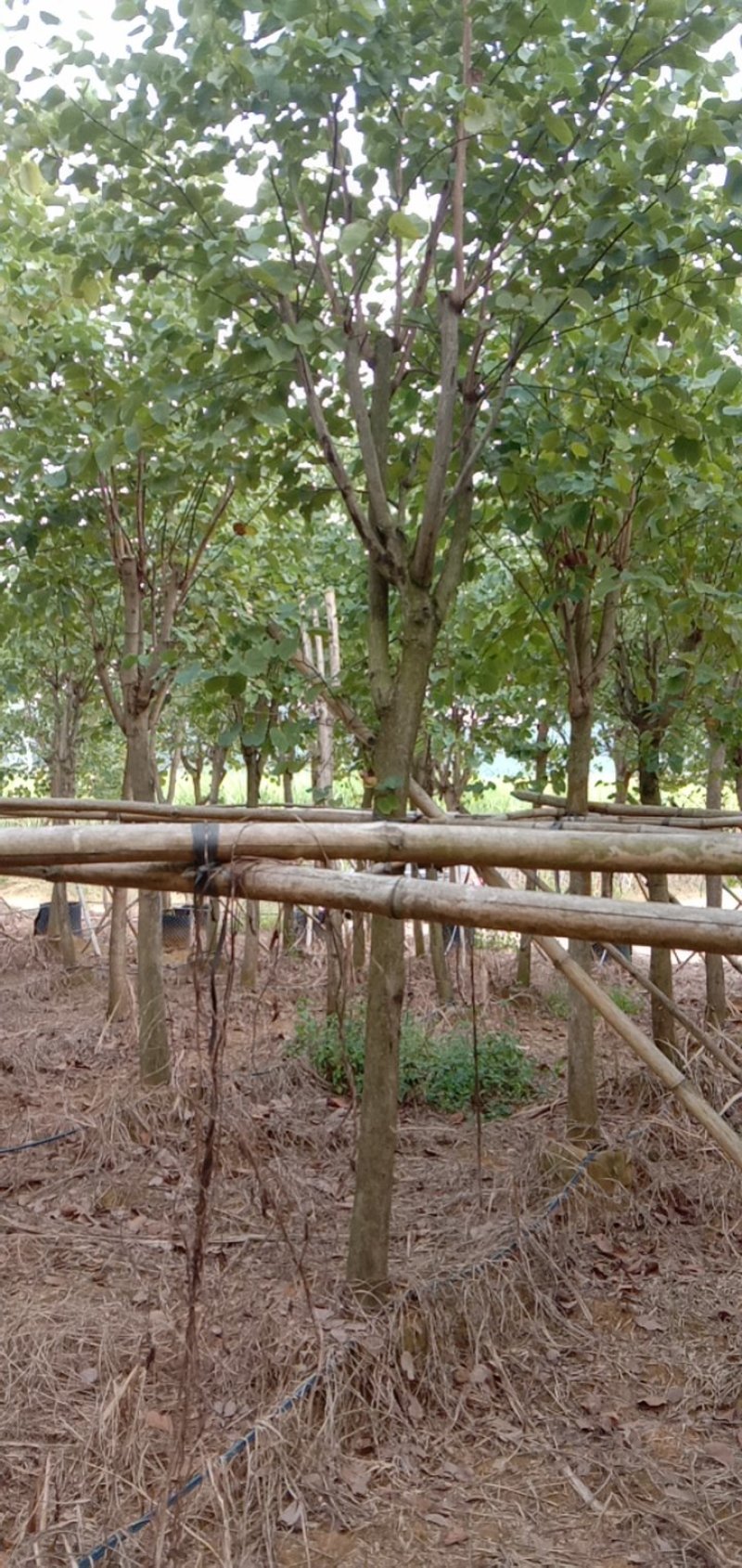 宫粉紫荊树，木棉，风玲