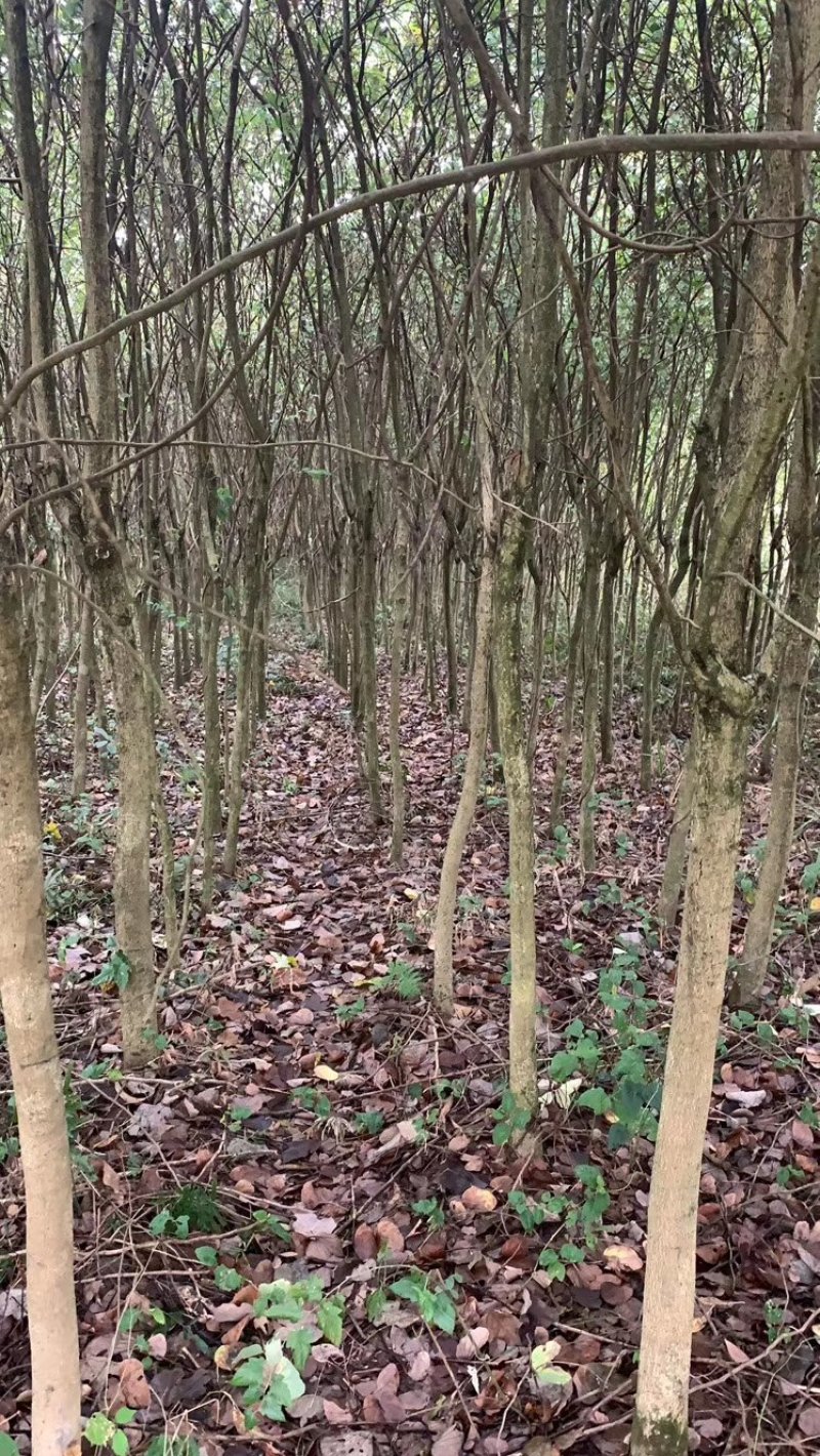 宫粉紫荊树，木棉，风玲