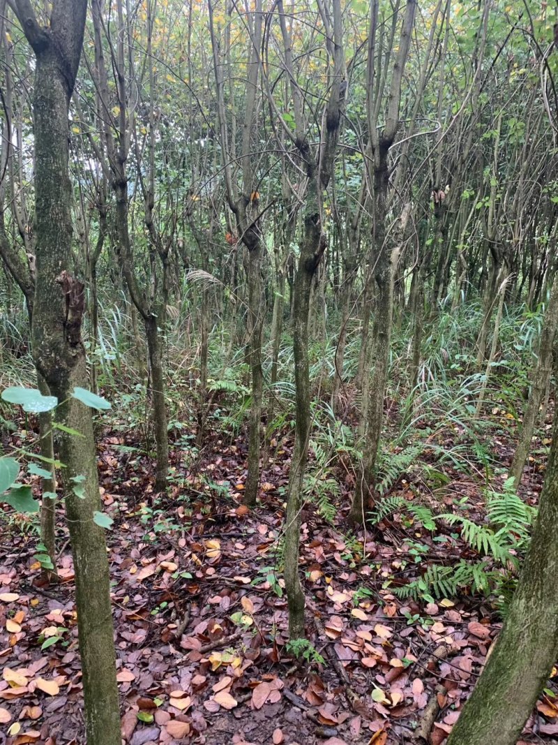宫粉紫荊树，木棉，风玲