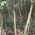 宫粉紫荊树，木棉，风玲