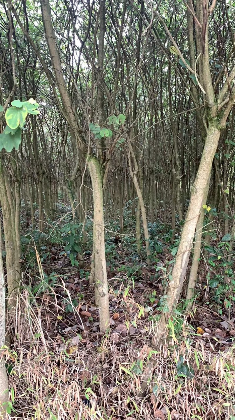 宫粉紫荊树，木棉，风玲