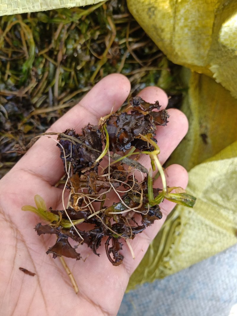 水生植物