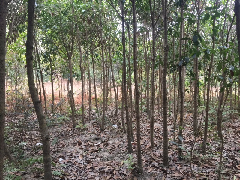 野生桂花树大苗