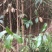 野生桂花树大苗