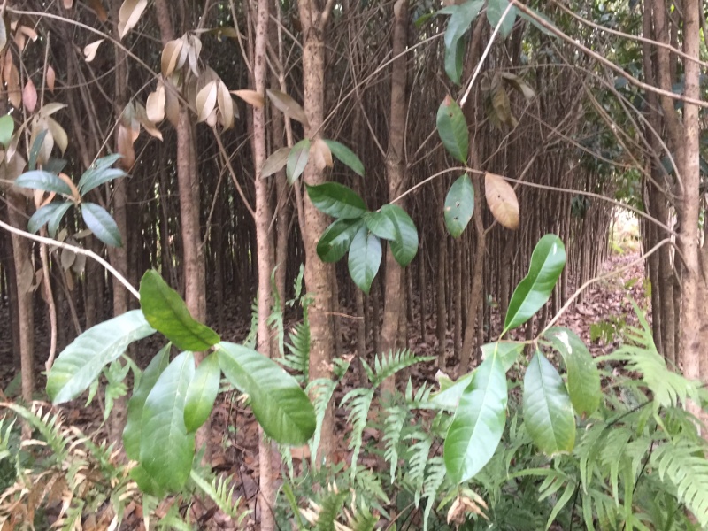 野生桂花树大苗