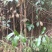 野生桂花树大苗