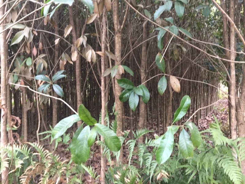 野生桂花树大苗