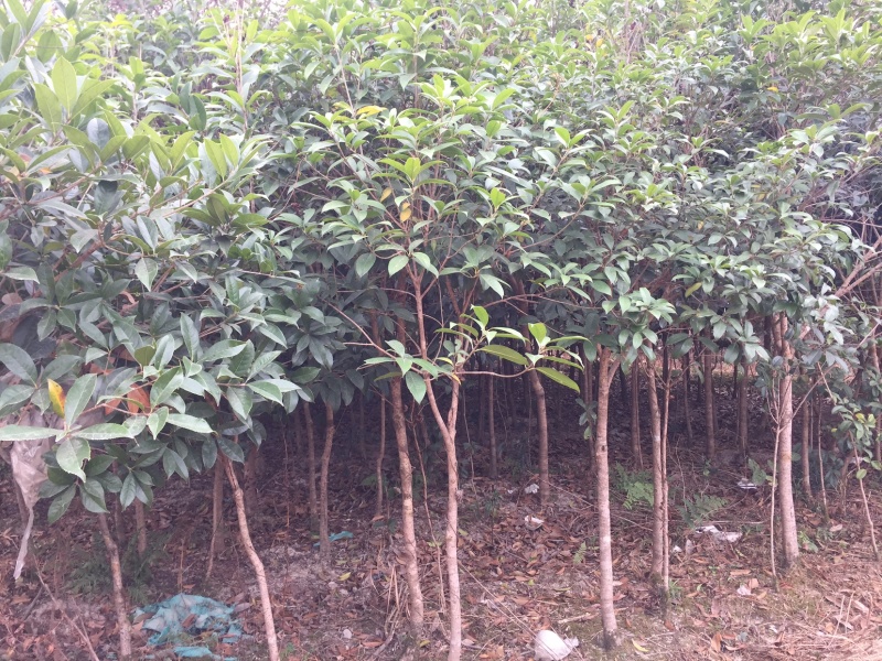 野生桂花树大苗