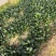 华卅区圆叶露地菠菜大量上市无虫眼欢迎各地客户前来看货订购