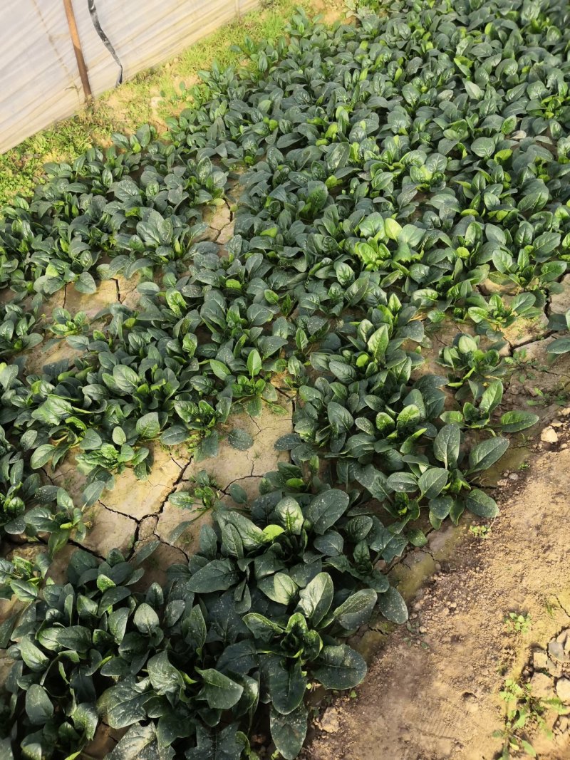 华卅区圆叶露地菠菜大量上市无虫眼欢迎各地客户前来看货订购