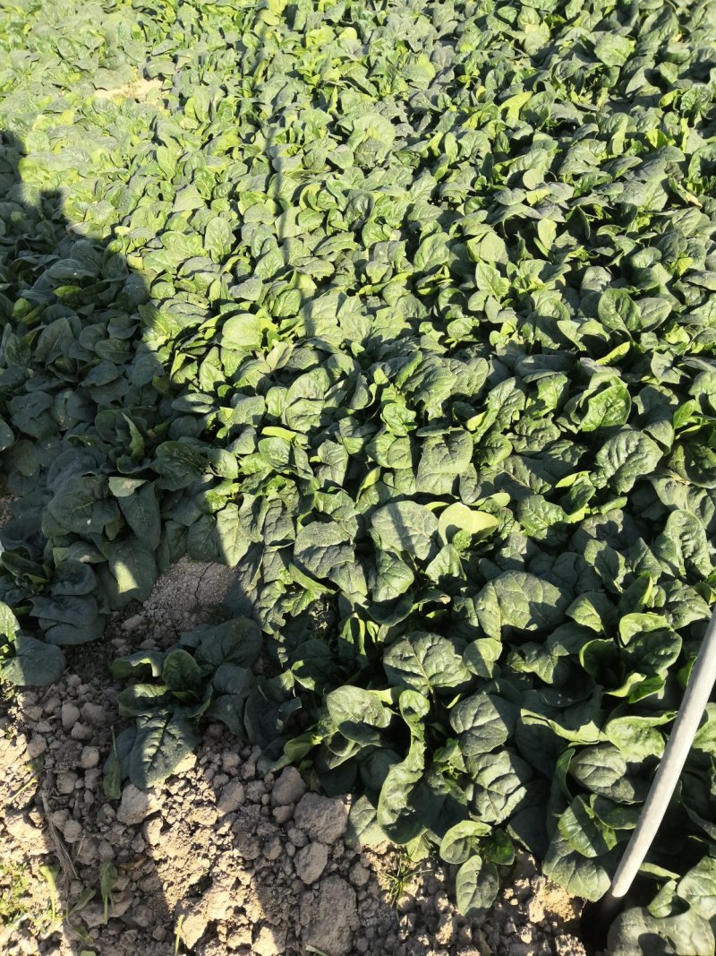 华卅区圆叶露地菠菜大量上市无虫眼欢迎各地客户前来看货订购
