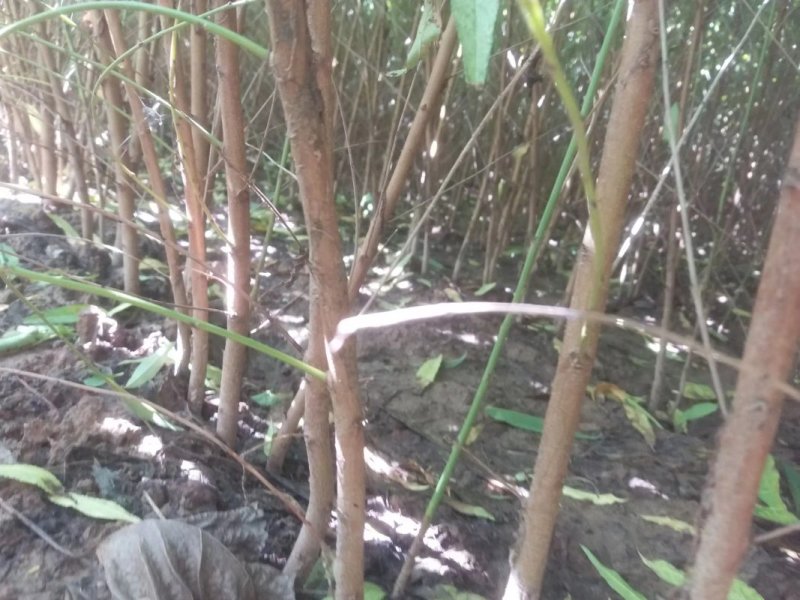 桃树苗毛桃苗占地果树苗果苗河南桃树基地规格齐全