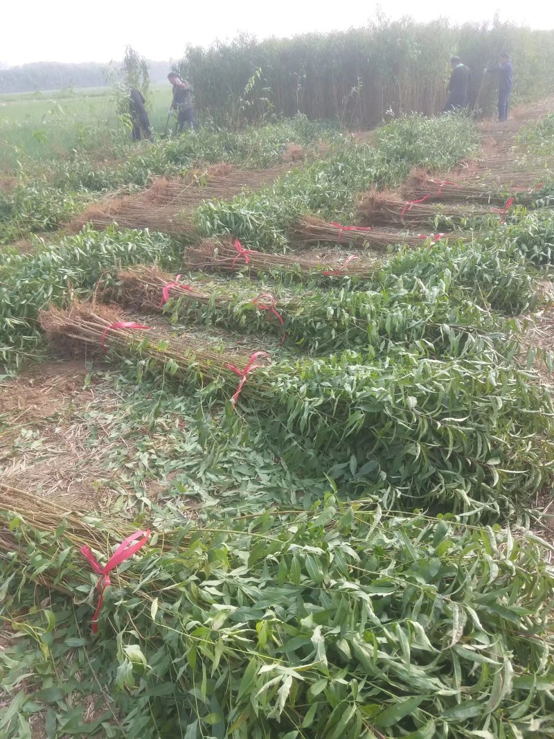 桃树苗毛桃苗占地果树苗果苗河南桃树基地规格齐全