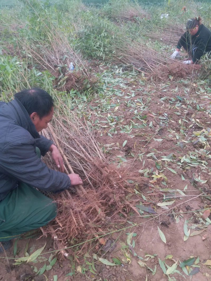 桃树苗毛桃苗占地果树苗果苗河南桃树基地规格齐全