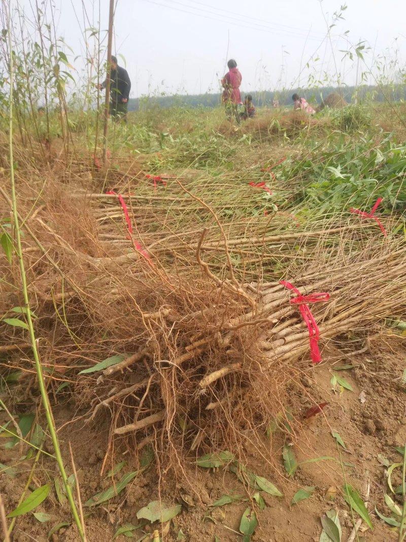 桃树苗毛桃苗占地果树苗果苗河南桃树基地规格齐全