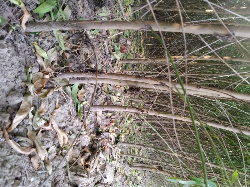 桃树苗毛桃苗占地果树苗果苗河南桃树基地规格齐全