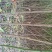 桃树苗毛桃苗占地果树苗果苗河南桃树基地规格齐全