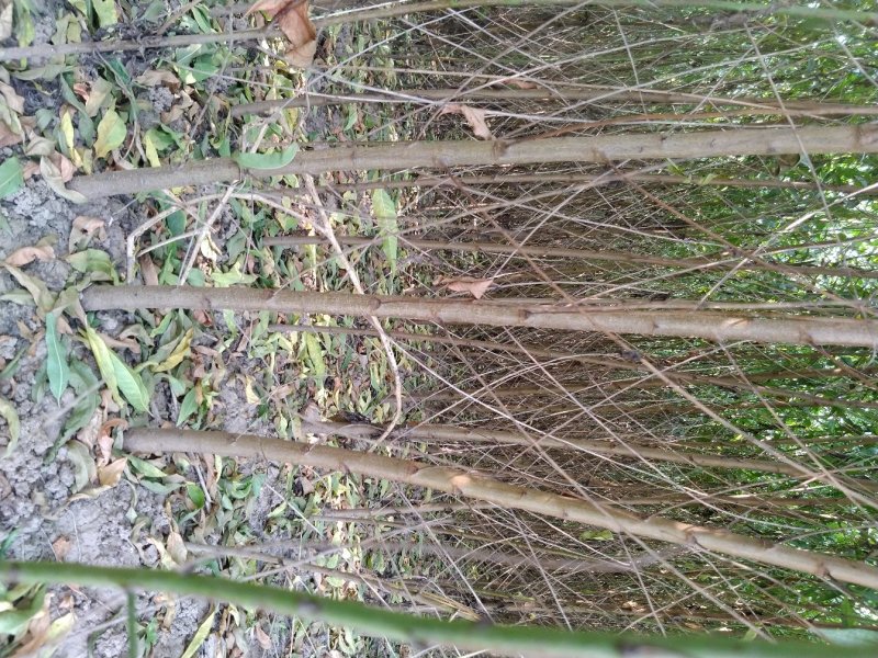 桃树苗毛桃苗占地果树苗果苗河南桃树基地规格齐全