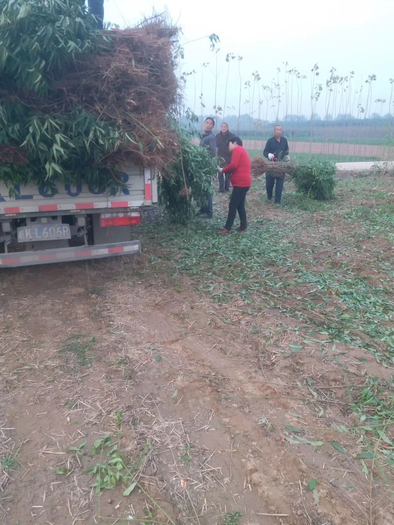 桃树苗毛桃苗占地果树苗果苗河南桃树基地规格齐全