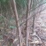 桃树苗毛桃苗占地果树苗果苗河南桃树基地规格齐全