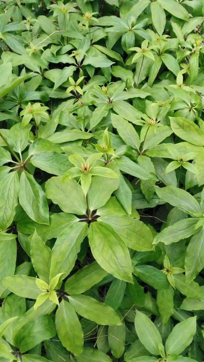 重楼种苗，七叶一支花种苗粉质重楼种苗华重楼