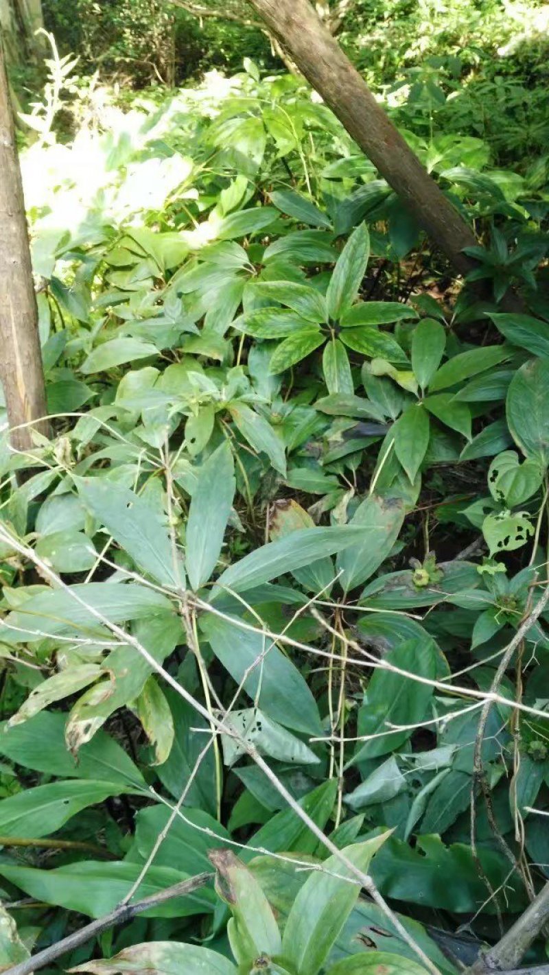 重楼种苗，七叶一支花种苗粉质重楼种苗华重楼