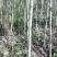 杜仲苗苗圃一级货米经1-3公分