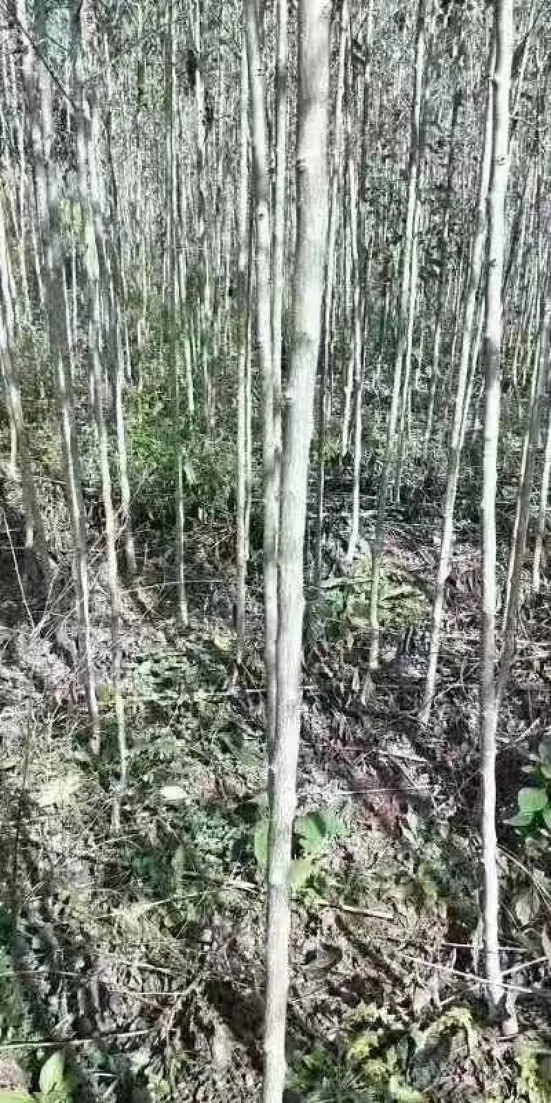 杜仲苗苗圃一级货米经1-3公分