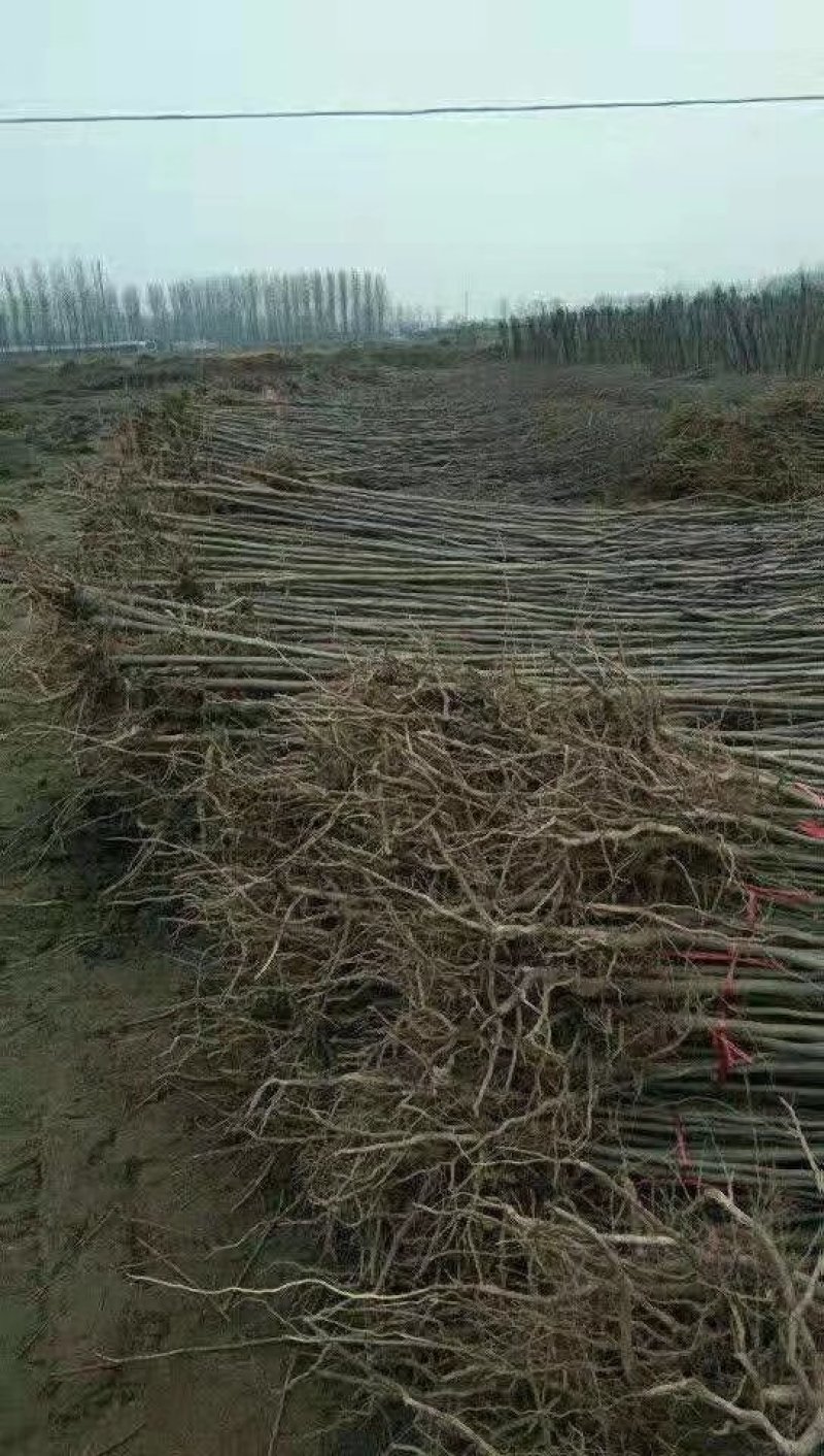 杜仲苗苗圃一级货米经1-3公分