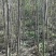 杜仲苗苗圃一级货米经1-3公分