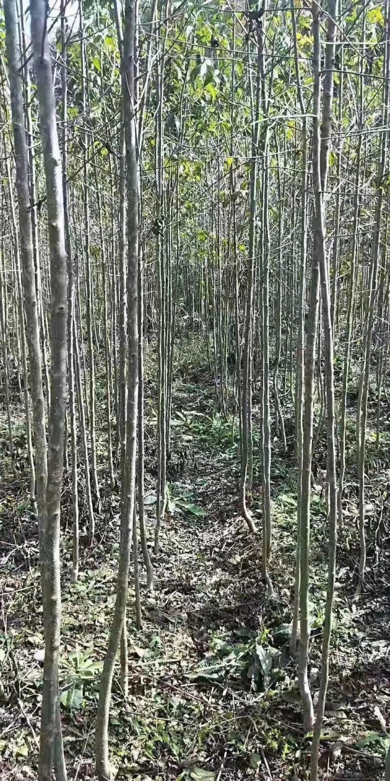 杜仲苗苗圃一级货米经1-3公分