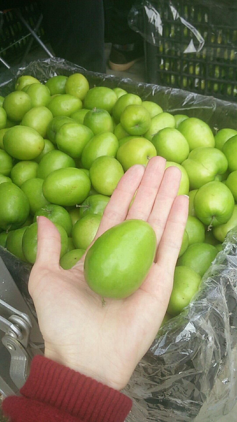 青枣，好吃好看甜美，欢迎来购买