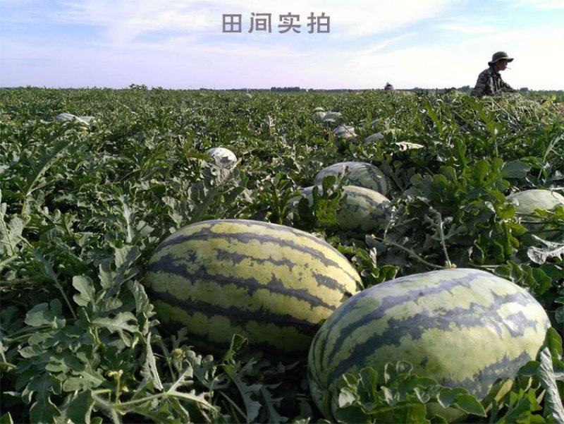西瓜种子安农二号原新优26号中熟大果双红沙瓤翠绿花皮长椭