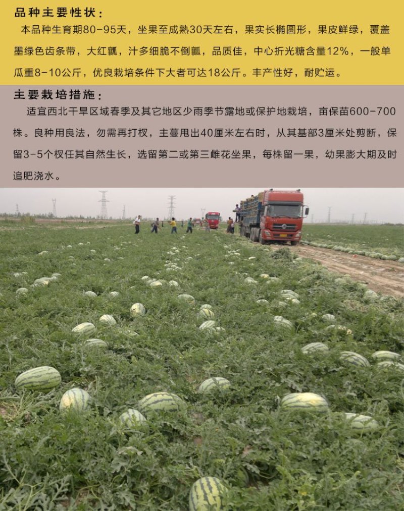 西瓜种子安农二号原新优26号中熟大果双红沙瓤翠绿花皮长椭