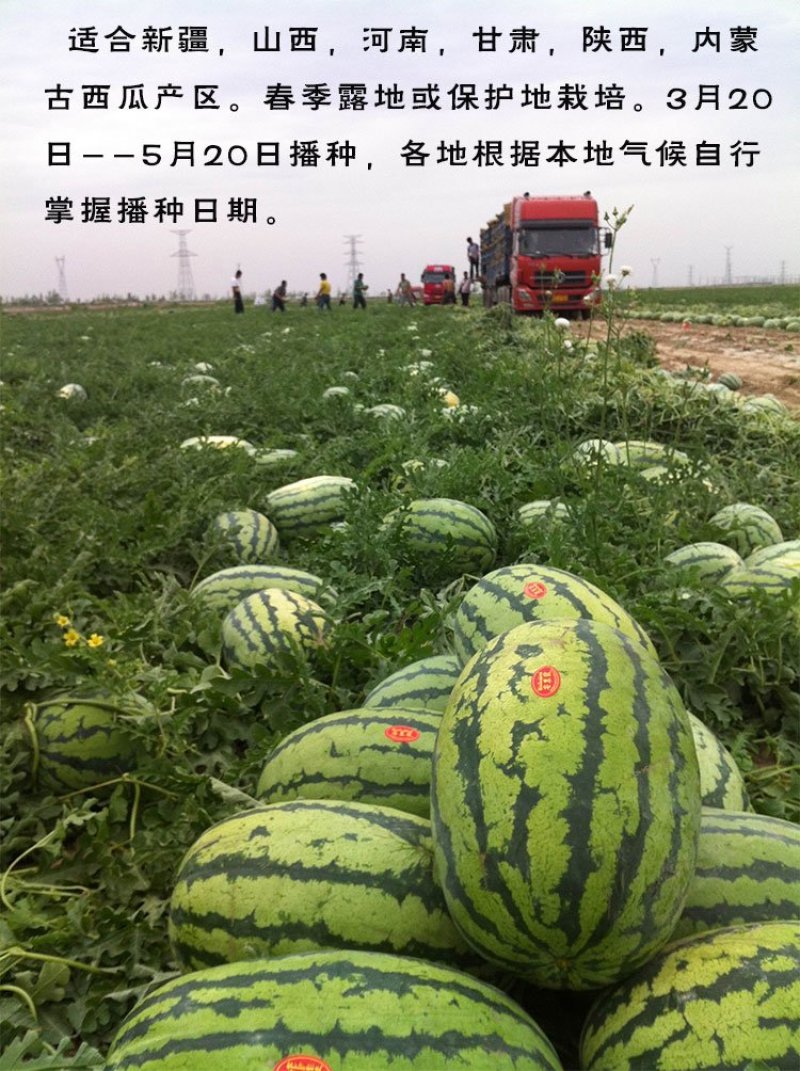 西瓜种子安农二号原新优26号中熟大果双红沙瓤翠绿花皮长椭