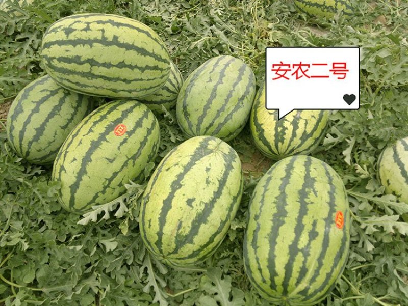 西瓜种子安农二号原新优26号中熟大果双红沙瓤翠绿花皮长椭