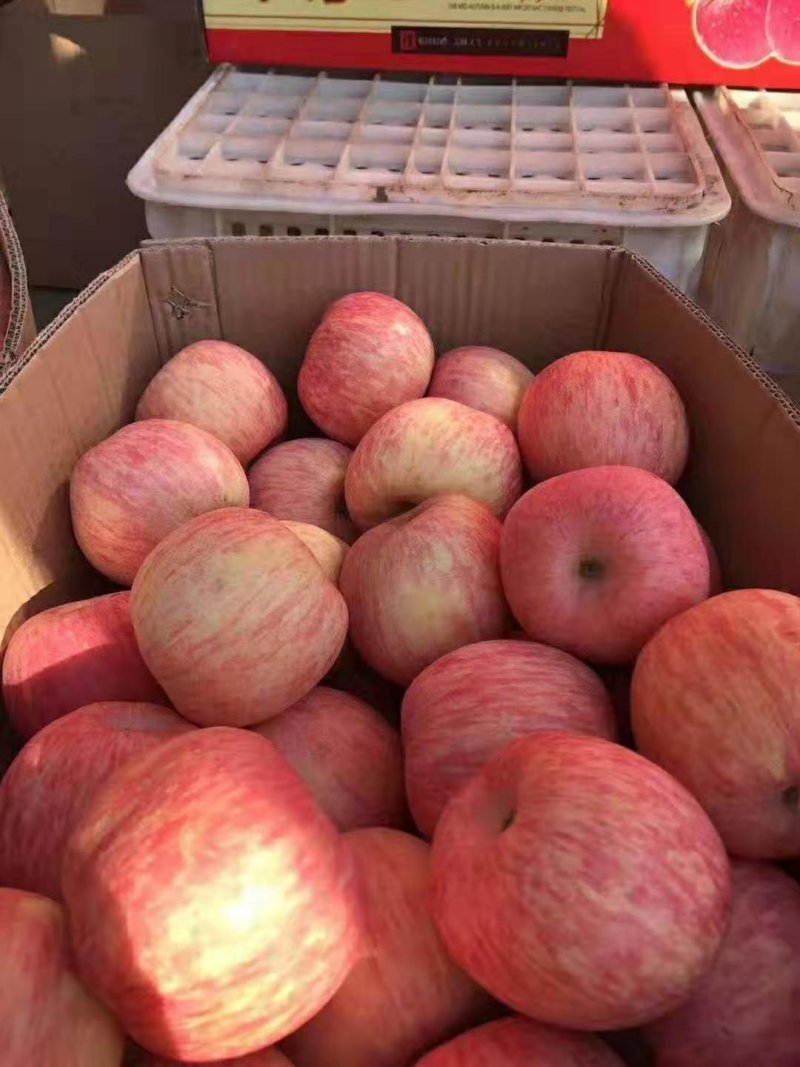 精品红富士苹果产地供货货源充足量大从优