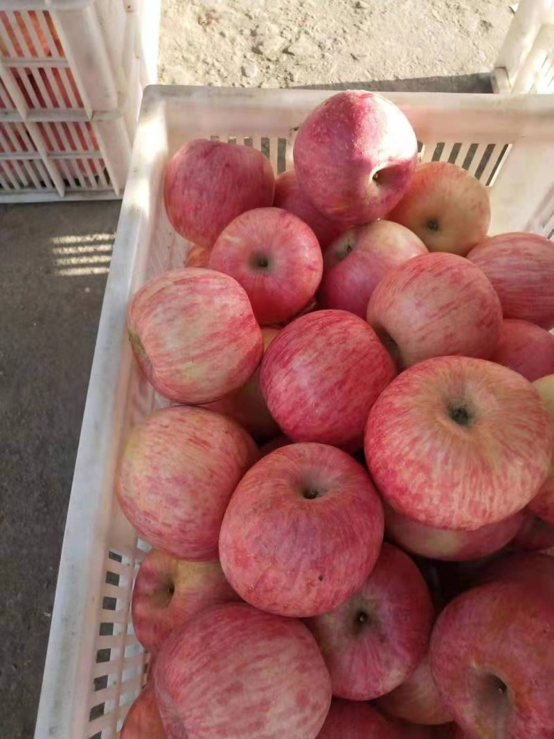 精品红富士苹果产地供货货源充足量大从优