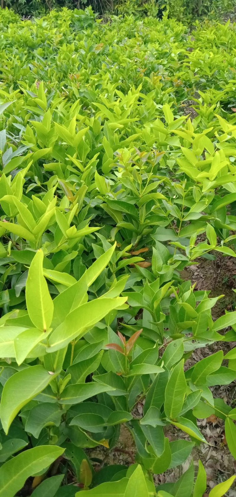 黑金刚莲雾苗大叶红莲雾苗带土球发货包邮