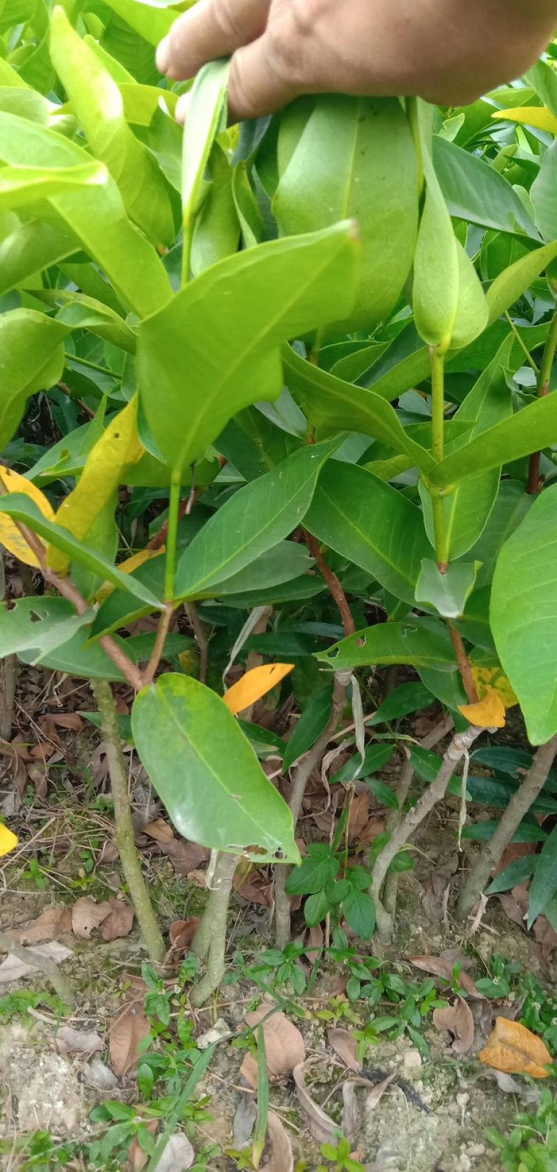 黑金刚莲雾苗大叶红莲雾苗带土球发货包邮