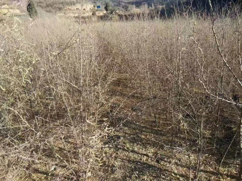 皂角树2cm以下4cm以下0.5~1米